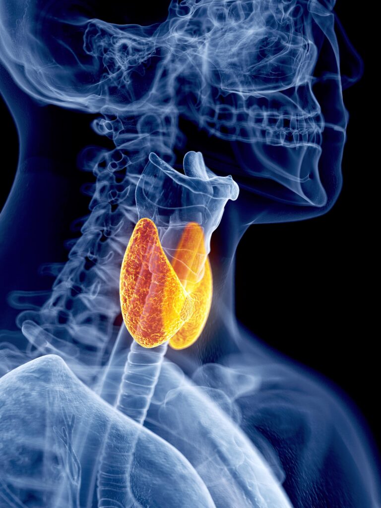 thyroid